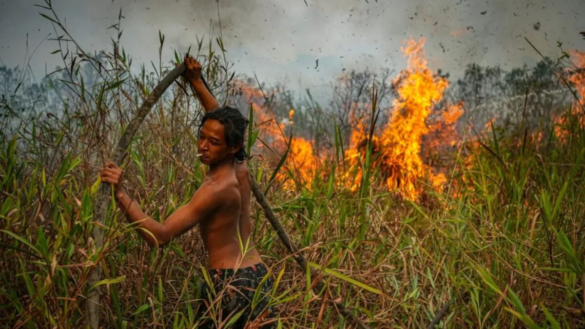 Casi el 96 % de los incendios de Indonesia se producen en plantaciones de aceite de palma