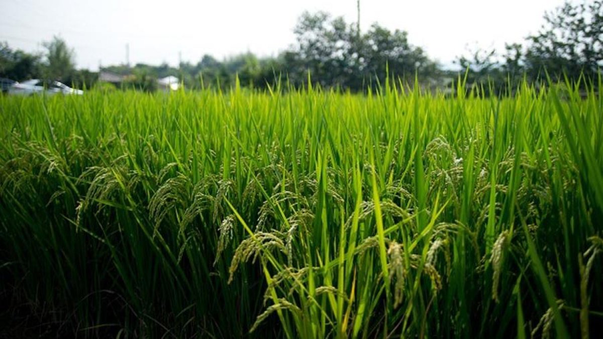 Importaciones de arroz desde Sudamérica provocó que EE. UU. presione para que se derogue decreto protege producción