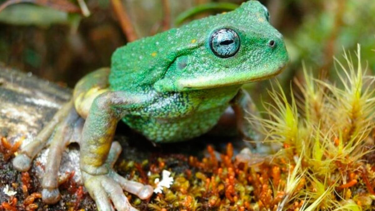 Descubren en bosques de Andes peruanos a una nueva especie de rana marsupial