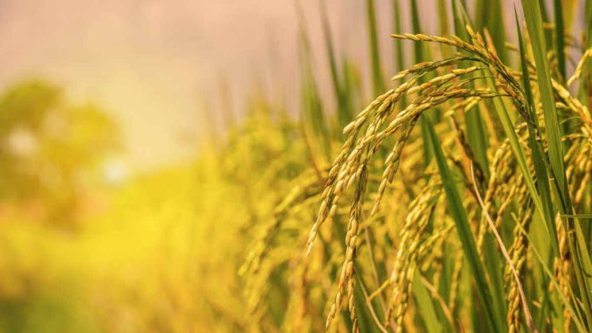 Preocupa a productores arroz RD derogación decreto quita arancel